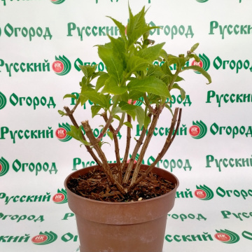 Стандарт поставки 2 Гортензия метельчатая Жемчужина фестиваля (горшок 3л)