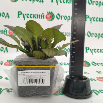 Стандарт поставки 2 Живучка ползучая Атропурпурея