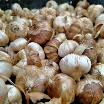 Стандарт поставки 4 Гладиолус Индиан Саммер 