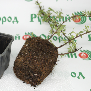 Стандарт поставки 6 Лапчатка кустарниковая Абботсвуд 