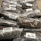 Флокс метельчатый Незабудка