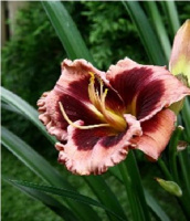 Hemerocallis Convention Gaze - купить с доставкой