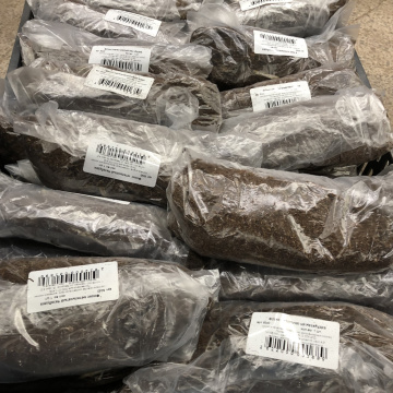 Стандарт поставки 6 Флокс метельчатый Незабудка