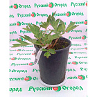 Пион ИТО Бартзелла (горшок 4 л)