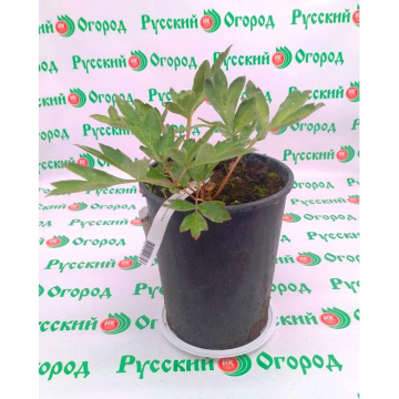 Стандарт поставки 1 Пион ИТО Бартзелла (горшок 4 л)