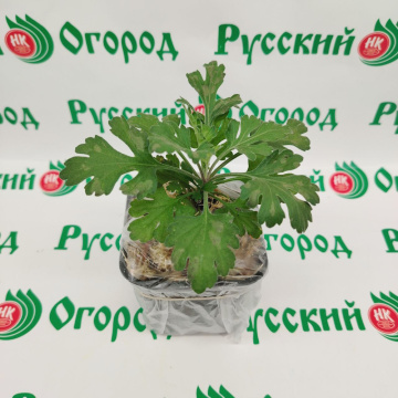 Стандарт поставки 3 Хризантема Фиолетовый Ёжик