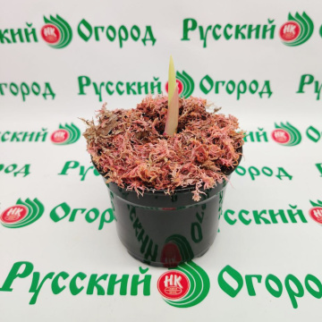 Стандарт поставки 5 Гладиолусы в ассортименте (горшок Р9)