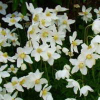 Ветреница многонадрезанная Аннабелла Уайт - купить с доставкой