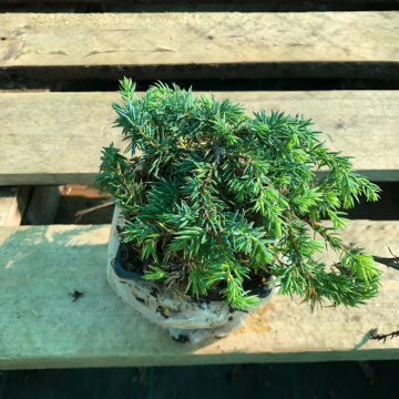 Стандарт поставки 2 Можжевельник обыкновенный Кориелаган