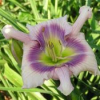 Hemerocallis That Away - купить с доставкой