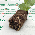 Виноград Кишмиш Велес