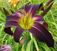 Hemerocallis Iktomi - купить с доставкой