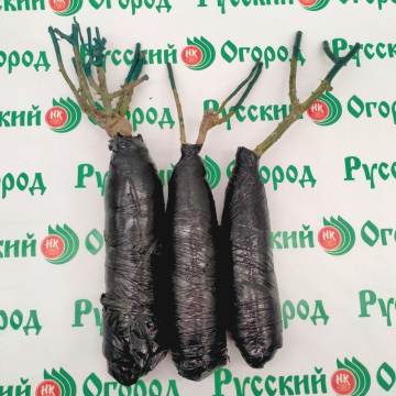 Стандарт поставки 2 Роза Акварель (горшок 4л)