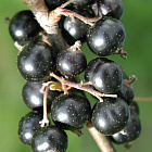 Смородина Литвиновская