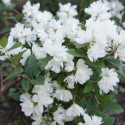 Jasmine Snowbell
