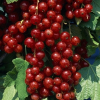 Смородина Ролан  - купить с доставкой