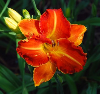 Hemerocallis Spacecoast Blast Off - купить с доставкой