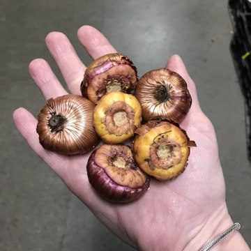 Стандарт поставки 4 Гладиолус И вновь Малика