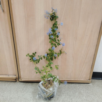 Стандарт поставки 4 Цеанотус Репенс