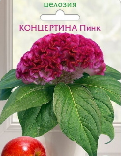 Целозия горшечная Концертина Пинк