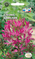 Клеома Камелия - купить с доставкой