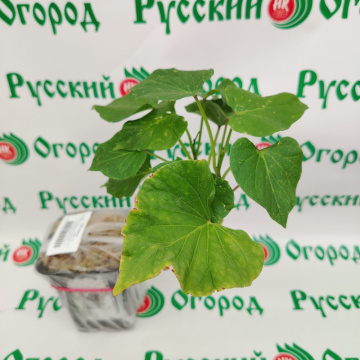 Стандарт поставки 4 Батат Бэтти