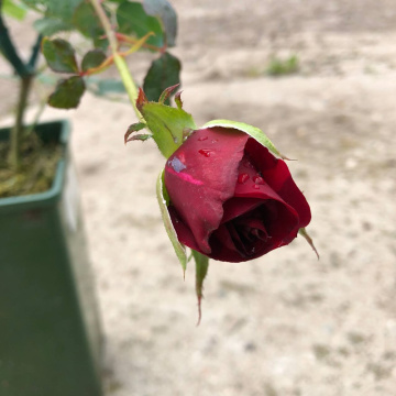 Стандарт поставки 4 Роза Литтл Буккаро