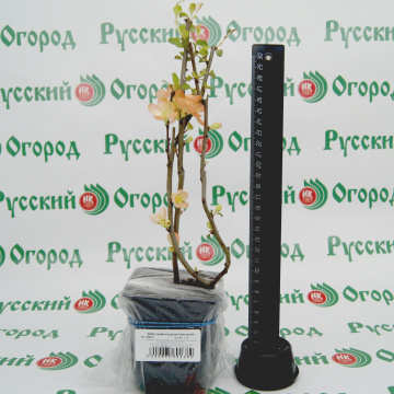 Стандарт поставки 2 Айва великолепная Камео