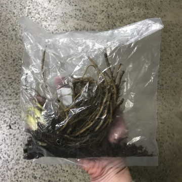 Стандарт поставки 6 Лилейник гибридный Саммервайн