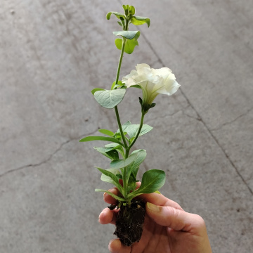 Стандарт поставки 8 Петуния Тумбелина Диана