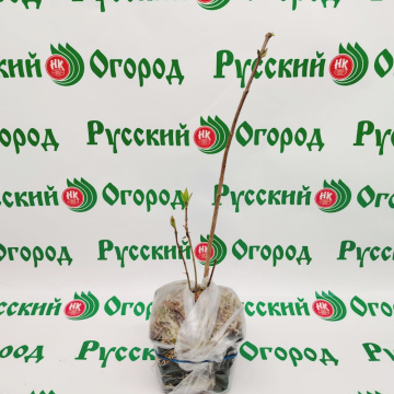Стандарт поставки 3 Сирень обыкновенная Знамя Ленина