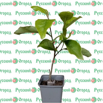 Стандарт поставки 2 Магнолия Сьюзан