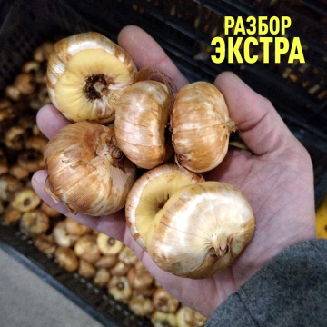 Стандарт поставки 1 Гладиолус Смутни Аккант