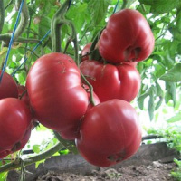 Томат Розовый мед - купить с доставкой