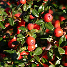 Кизильник шведский Стокгольм