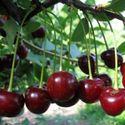 Cherry Youth