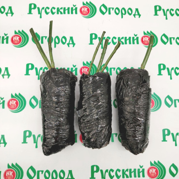 Стандарт поставки 7 Роза Черная магия
