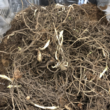 Стандарт поставки 7 Флокс метельчатый Незабудка