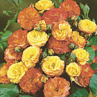 Роза Румба (горшок 2л)