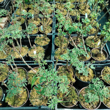 Стандарт поставки 3 Пион древовидный Король Цветов