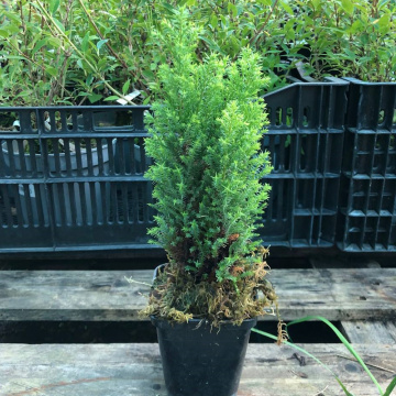 Стандарт поставки 1 Кипарисовик Лавсона Элвудс Голд