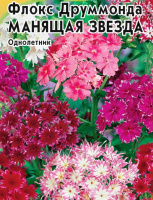 Флокс друммонда Манящая звезда - купить с доставкой