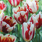 Тюльпан Карнавал де Рио