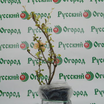 Стандарт поставки 5 Айва великолепная Камео