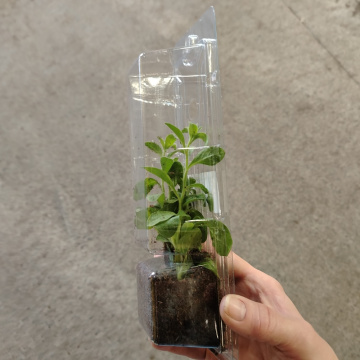 Стандарт поставки 6 Петуния Каскадиас Рим Черри Импрувд