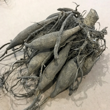 Стандарт поставки 11 Георгина Блу Рекорд