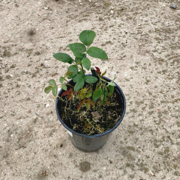 Стандарт поставки 16 Роза Розариум Ютерсен