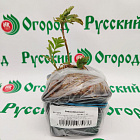 Рябина Бриллиант