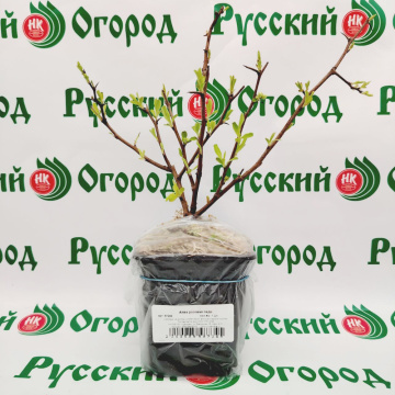 Стандарт поставки 1 Айва розовая леди