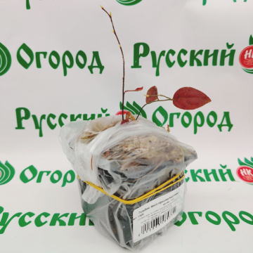 Стандарт поставки 1 Голубика высокорослая Нортланд